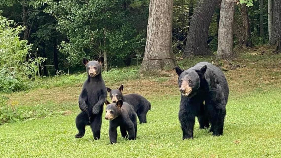 Bear Mountain Hollow-Free Dollywood Ticket- Cozy Cabin With A Hot Tub, Arcade & Deck Close To Town Pigeon Forge Eksteriør billede